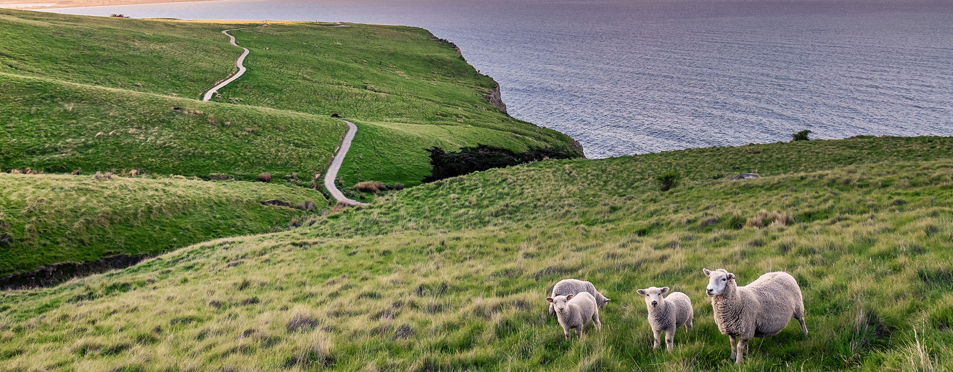 Picture of sheep in New Zealand paddock beside sea