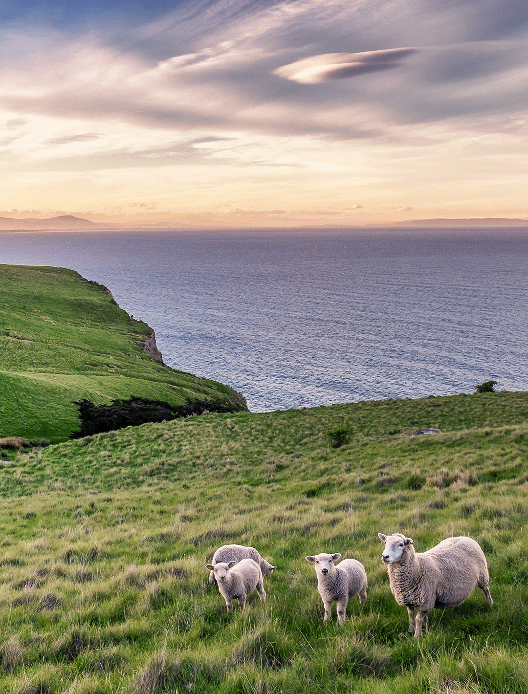 Picture of sheep in New Zealand paddock beside sea